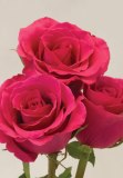 Hot Lady Roses